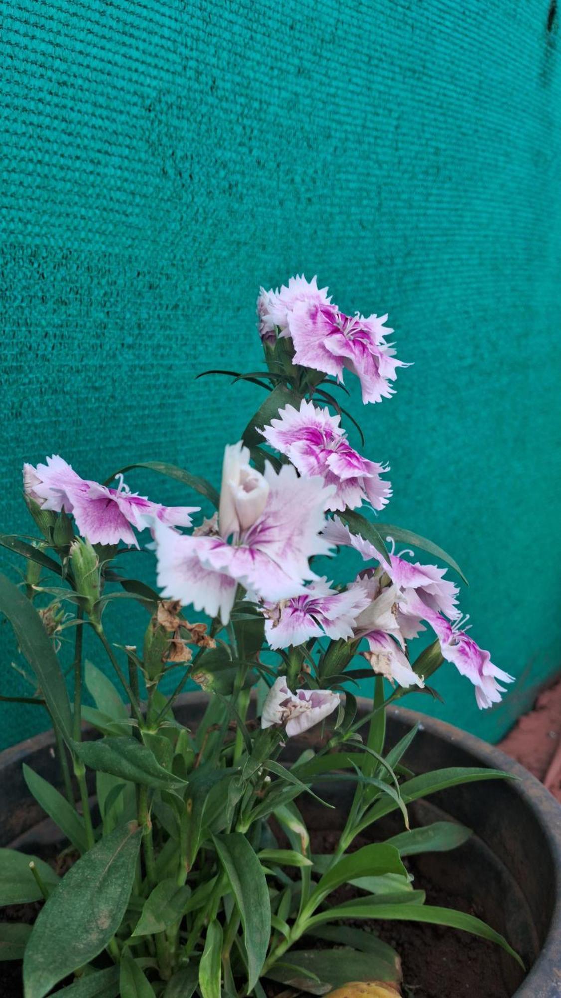 מלון Mahābaleshwar Oneness Mahableshwar מראה חיצוני תמונה